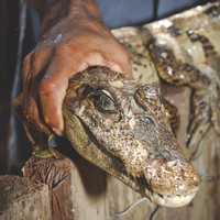 Handling a small alligator