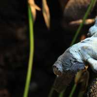 Henkel's Leaf-Tailed Gecko