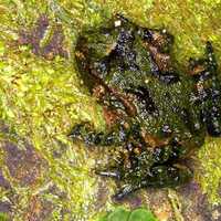 Hochstetter's Frog sitting on Moss - Leiopelma hochstetteri