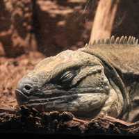 Jamaican Iguana