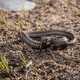 Juvenile Garter Snake