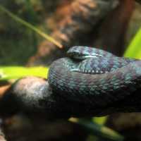 Kanburi Pit Viper