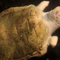 Kemp's Ridley Sea Turtle