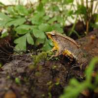 Leaf Frog on a log