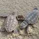 Loggerhead Sea Turtle hatchligns on the beach