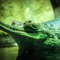 Long Snouted Gharial