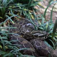 Mexican Lance-headed Rattlesnake