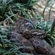 Mexican Lance-headed Rattlesnake