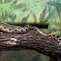 Mexican Lined Pine Snakes