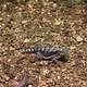 Mexican West Coast Giant Horned Lizard