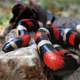 Milk Snake Slithering on the Ground