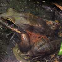 Mountain Chicken Frog