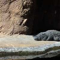 Nile Crocodile