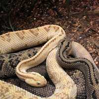 Northwestern Neotropical Rattlesnake