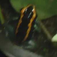 Orange Arrow poison dart frog