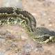 Rattlesnake with tongue stuck out