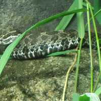 Rattlesnake