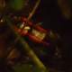 Red Arrow poison dart frog