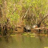 Red Bellied Turtle