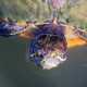 Red Eared Slider peaking out of pond