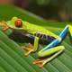 Red-Eyed Tree Frog - Agalychnis callidryas