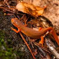 Red-spotted Newt in Foilage