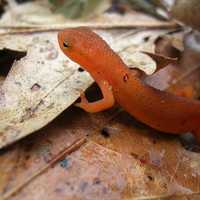 Red Spotted Newt - Notophthalmus viridescens