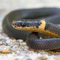 Ringneck Snake