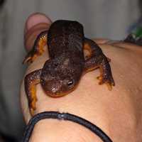 Rough skinned Newt on hand