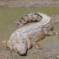 Saltwater Crocodile - Crocodylus porosus