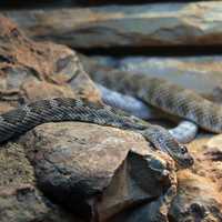 Santa Cataline Island Rattlesnake