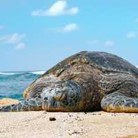 Sea Turtle on shore