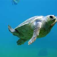 Sea turtle swimming picture