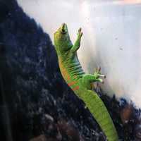 Seychelles Island Day Gecko