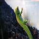 Seychelles Island Day Gecko