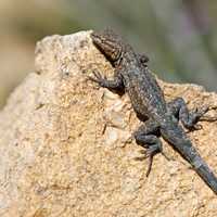 Side-botched Lizard on a rock