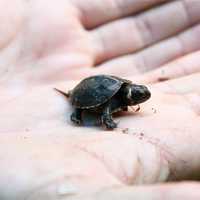 Small Bog Turtle in Palm