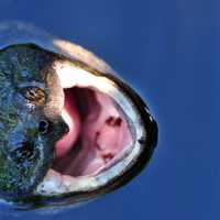 Snapping Turtle with open mouth