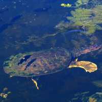 Softshell Turtle Coming out of the Water