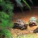 Spider Tortoises