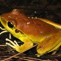 Stony creek frog -- Litoria wilcoxi