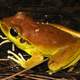 Stony creek frog Litoria wilcoxi image Free stock photo Public Stony creek frog Litoria wilcoxi image Free stock photo Public