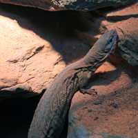 Storr's Pygmy Monitor