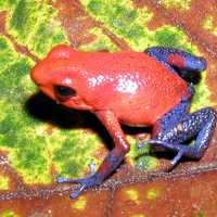 Strawberry Poison-Dart Frog - Oophaga pumilio