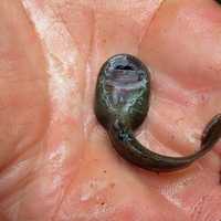 Tadpole of Rocky Mountain Tailed Frog - Ascaphus montanus