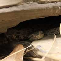 Tamaulipan Rock Rattlesnake