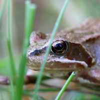 Toad hiding in the grass