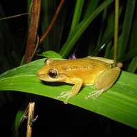 Treefrog