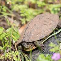 Turtle in the spring