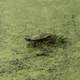 Turtle sitting on a rock